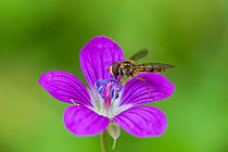 Biosphoto | 2629120 | Marmalade hoverfly (Episyrphus balteatus) on a purple flower of dusky cranesbill (Geranium phaeum), botanical garden in front of the National Museum of Natural History, Paris, France. | &copy; Stéphane Vitzthum / Biosphoto