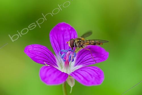 Biosphoto | 2629120 | Marmalade hoverfly (Episyrphus balteatus) on a purple flower of dusky cranesbill (Geranium phaeum), botanical garden in front of the National Museum of Natural History, Paris, France. | &copy; Stéphane Vitzthum / Biosphoto