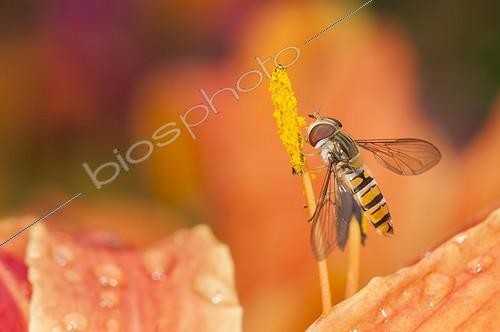 Biosphoto | 1901252 | Marmalade Hoverfly on stamen in a garden Lorraine France | &copy; Stéphane Vitzthum / Biosphoto