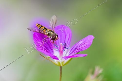 Biosphoto | 2620399 | Marmelade hoverfly (Episyrphus balteatus) on a purple flower of Dusky Cranesbill (Geranium phaeum), in the botanical garden in front of the National Museum of Natural History in Paris, France. | &copy; Stéphane Vitzthum / Biosphoto