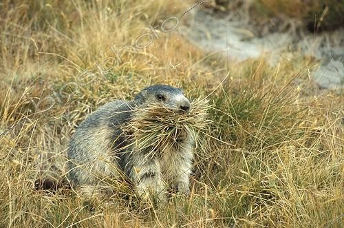 Biosphoto | 50909 | Marmot padding its burrow with grass before hibernating | &copy; Yves Vallier / Biosphoto