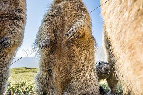 Biosphoto | 2427189 | Marmottes des Alpes (Marmota marmota), jeune curieux, parc national Hohe Tauern, Autriche | &copy; Robert Haasmann / Biosphoto
