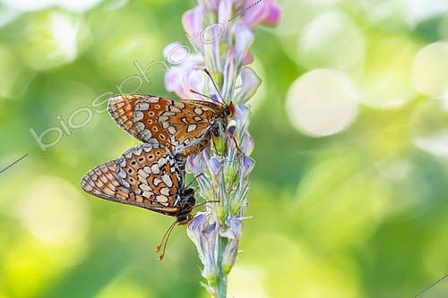 Biosphoto | 2621140 | Marsh Fritillary (Euphydryas aurinia) mating on sainfoin flowers, protected natural site of the limestone grassland of Lorry-Mardigny, Lorraine, France. | &copy; Stéphane Vitzthum / Biosphoto