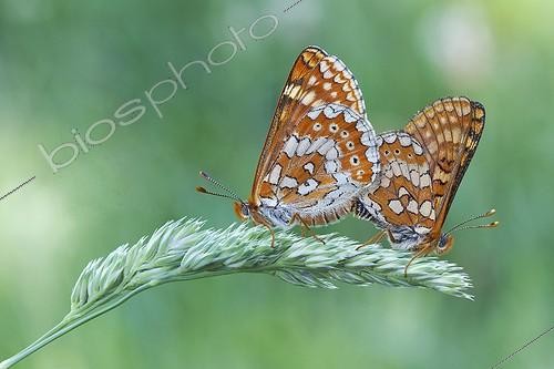 Biosphoto | 1921330 | Marsh Fritillary mating - Galicia  Spain | &copy; Siro Moya / Biosphoto