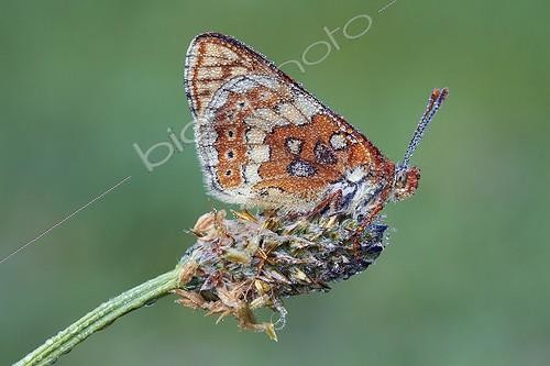 Biosphoto | 1921328 | Marsh Fritillary on Plantago -  Serra do Cando Spain | &copy; Siro Moya / Biosphoto