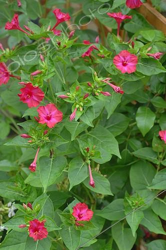 Biosphoto | 2073108 | Marvel-of-peru (Mirabilis jalapa) in bloom in a garden | &copy; Catherine Fruhinsholz / Biosphoto