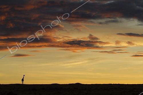 Biosphoto | 1470918 | Masai giraffe in the savanna at sunrise Masai Mara Kenya | &copy; Michel & Christine Denis-Huot / Biosphoto