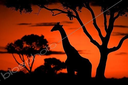 Biosphoto | 47939 | Masai Giraffe in the savanna at sunset Kenya | &copy; Michel & Christine Denis-Huot / Biosphoto