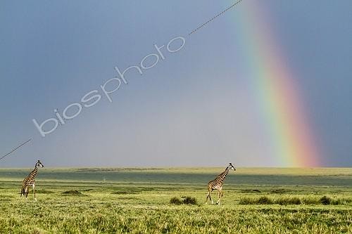 Biosphoto | 2024238 | Masai giraffes and rainbow - Masai Mara Kenya | &copy; Michel & Christine Denis-Huot / Biosphoto