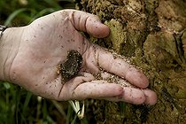 Biosphoto | 1875343 | Massive ant invasion bighead New Caledonia | &copy; Thibaut Vergoz / Biosphoto