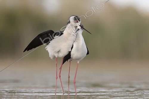 Biosphoto | 2462568 | Mating Black-winged stilt, Rome, Italy, May 2020 | &copy; Marco Valentini / Biosphoto