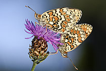 Biosphoto | 2626484 | Mating of the Knapweed Fritillary (Melitaea phoebe) in summer, Auvergne, France. | &copy; Monique Morin / Biosphoto