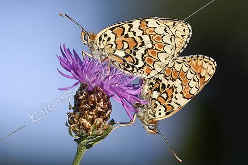 Biosphoto | 2626484 | Mating of the Knapweed Fritillary (Melitaea phoebe) in summer, Auvergne, France. | &copy; Monique Morin / Biosphoto