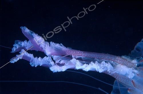 Biosphoto | 1291376 | Mauve stinger jellyfish in the Mediterranean sea France ; These filaments can reach several centimeters in length and inflict serious burns | &copy; Jean-Michel Mille / Biosphoto
