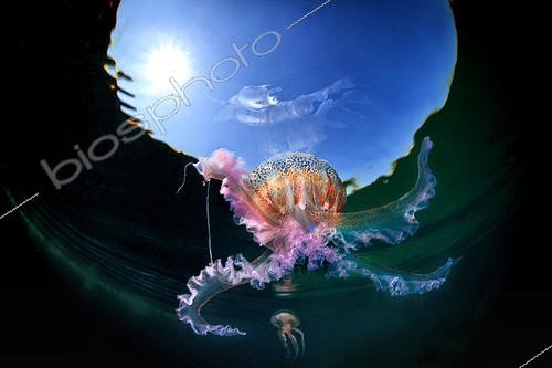 Biosphoto | 2118790 | Mauve stinger jellyfish (Pelagia noctiluca) reflected on the surface, Tyrrhenian Sea | &copy; Pasquale Vassallo / Biosphoto