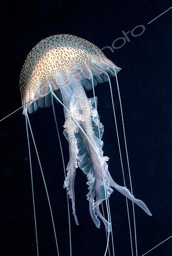 Biosphoto | 2148826 | Mauve stinger jellyfish (Pelagia noctiluca) on black background, Mediterranean Sea | &copy; Jean-Michel Mille / Biosphoto