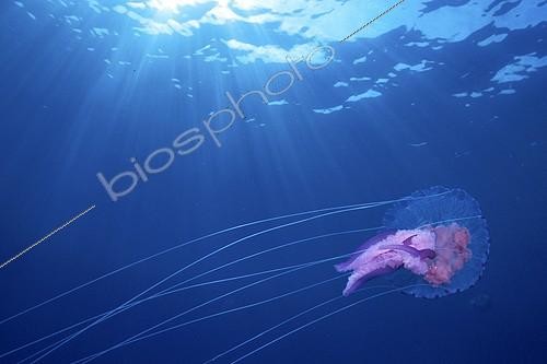 Biosphoto | 508022 | Mauve stinger jellyfish swimming | &copy; Mathieu Foulquié / Biosphoto