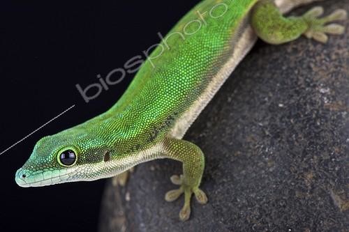 Biosphoto | 2064038 | Mayotte day gecko (Phelsuma nigristriata), Mayotte, Comoros | &copy; Matthijs Kuijpers / Biosphoto