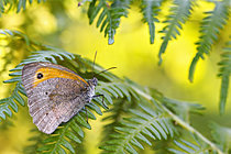 Biosphoto | 2626485 | Meadow brown butterfly (Maniola jurtina) resting on a bracken fern (Pteridium aquilinum) on a summer evening, Auvergne, France. | &copy; Monique Morin / Biosphoto