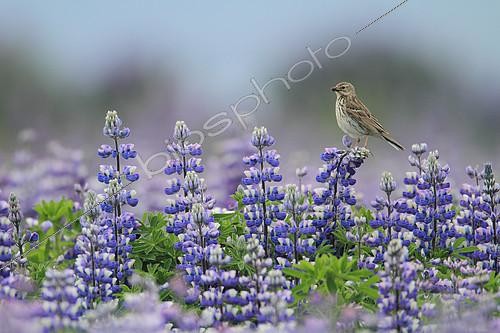 Biosphoto | 2078582 | Meadow Pipit (Anthus pratensis) on flowers of Lupine (Lupinus sp), Iceland | &copy; Philippe Moës / Biosphoto