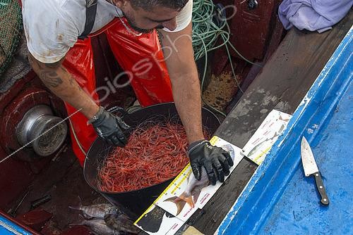 Biosphoto | 2609499 | Measurement of the minimum authorized size of a fish (Red porgy: Pagrus pagrus). Shrimp fishing (Plesionika narval) is an artisanal activity carried out from small boats. Pots (traps) are used, which are placed on the seabed at depths between 50 and 150 meters, and which also catch some fish. It is practiced year-round, although catches are more abundant in summer. Production is mainly destined for local consumption. VESSEL: El Puma. FISHERMAN: Ayoze Rodríguez (model release). Fishermen’s Guild of San Marcos in Icod de los Vinos, Tenerife. Canary Islands. | &copy; Sergio Hanquet / Biosphoto