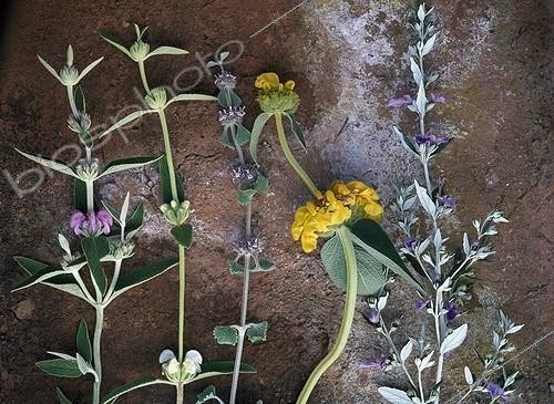 Biosphoto | 1209225 | Medecinal plants on the soil | &copy; Gilles Le Scanff & Joëlle-Caroline Mayer / Biosphoto