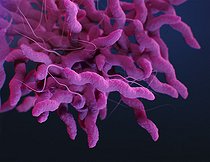 Biosphoto | 2475462 | Medical illustration of drug-resistant, Campylobacter sp. bacteria. | &copy; Stocktrek Images / Biosphoto