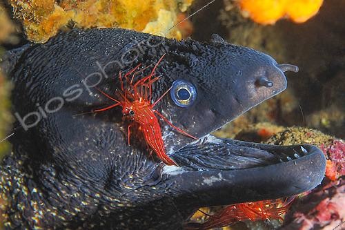 Biosphoto | 2547314 | Mediterranean moray eel (Muraena helena) and its cleaner shrimp, Le Lion de mer dive site, Saint-Raphaël, Var, France | &copy; Jean Cassou / Biosphoto