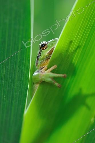 Biosphoto | 2030333 | Mediterranean tree frog on leaf of Iris - France | &copy; Thierry Le Quay / Biosphoto