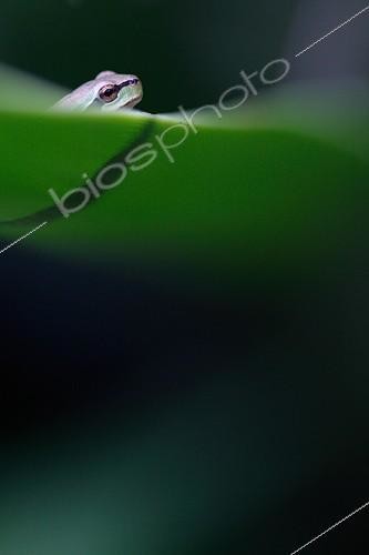 Biosphoto | 894808 | Mediterranean Tree Frog perched on a yucca | &copy; Pascal Pittorino / Biosphoto