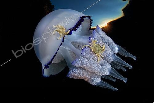 Biosphoto | 2104331 | Méduse (Rhizostoma pulmo) portant des Etrilles lisses (Liocarcinus vernalis), baie de Naples, mer Tyrrhénienne, Italie. Lorsque les méduses frôlent les fonds marins sablonneux, les crabes saisissent l'occasion pour leur monter dessus et se font ainsi transporter de place en place sans effort. On appelle cette interaction entre deux espèces la phorésie. Highly commanded UPY 2017 | &copy; Pasquale Vassallo / Biosphoto