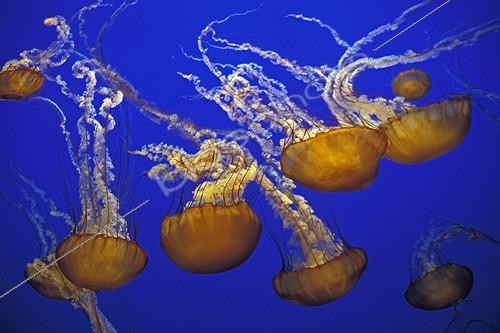 Biosphoto | 30077 | Méduses  Ortie de mer  dans l'aquarium de Monterey CA USA | &copy; Alain Mafart-Renodier / Biosphoto