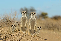 Biosphoto | 2622878 | Meerkats (Suricata suricatta). Namibia. | &copy; Michel Bureau / Biosphoto