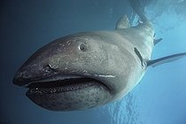 Biosphoto | 2065230 | Megamouth Shark (Megachasma pelagios) dives toward bottom, California - Pacific Ocean. | &copy; Bruce Rasner / Jeffrey Rotman / Biosphoto