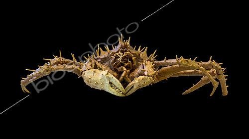 Biosphoto | 2620117 | Meiofauna of the abyss, Pourquoi pas les abysses ?, IFREMER, optical microscope | &copy; Gilles Martin / IFREMER / Biosphoto
