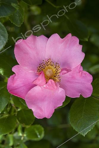 Biosphoto | 2090473 | 'Mela rosa' rose. Natural evolution of the flowr, from a simple fomr to a half-double form | &copy; Alexandre Petzold / Biosphoto