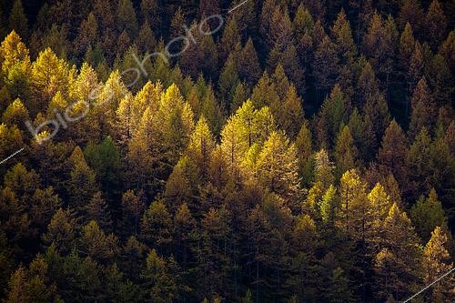 Biosphoto | 2561698 | Mélèzes en automne, vallée de l'Ubaye, Alpes de Haute Provence, France | &copy; David Tatin / Biosphoto