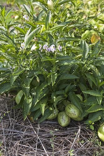 Biosphoto | 910718 | Melon-pears in a kitchen garden | &copy; NouN / Biosphoto