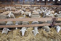 Biosphoto | 2575801 | Merino sheep farm. Ewes from which lambs have been removed, dry with straw as fodder in a sheepfold, France | &copy; Claudius Thiriet / Biosphoto