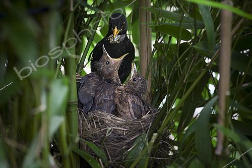 Biosphoto | 2622103 | Merle Noir (Turdus merula), mâle nourrissant ses oisillons au nid dans un jardin, Oise, France | &copy; Tonino De Marco / Biosphoto