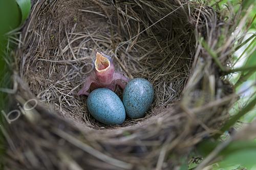 Biosphoto | 2622100 | Merle Noir (Turdus merula), oisillon et oeufs au nid dans un jardin, Oise, France | &copy; Tonino De Marco / Biosphoto