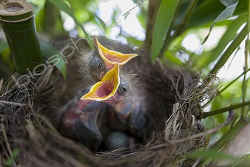 Biosphoto | 2622101 | Merle Noir (Turdus merula), oisillons au nid dans un jardin, Oise, France | &copy; Tonino De Marco / Biosphoto