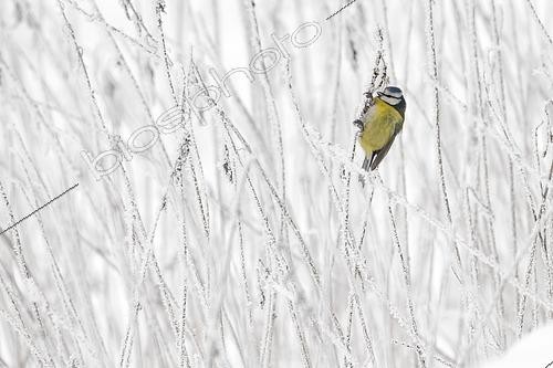 Biosphoto | 2612980 | Mésange bleue (Cyanistes caeruleus), dans des herbes givrées, Lorraine, France | &copy; Régis Cavignaux / Biosphoto