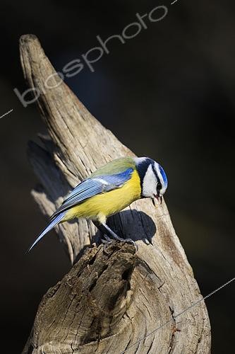Biosphoto | 2615299 | Mésange bleue (Cyanistes caeruleus) sur un arbre mort, Vaucluse France | &copy; Alain Roux / Biosphoto
