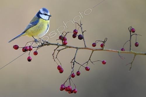 Biosphoto | 2615317 | Mésange bleue (Parus caeruleus) sur une branche en hiver - Lorraine, France | &copy; Michel Poinsignon / Biosphoto