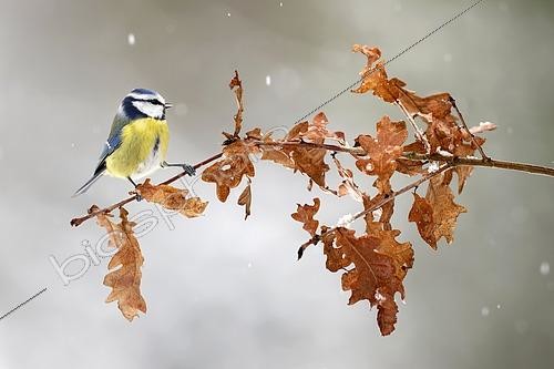 Biosphoto | 2615321 | Mésange bleue (Parus caeruleus) sur une branche de chêne en hiver sous la neige - Lorraine, France | &copy; Michel Poinsignon / Biosphoto
