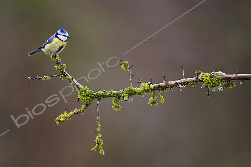 Biosphoto | 2615322 | Mésange bleue (Parus caeruleus) sur une branche en hiver sous la pluie - Lorraine, France | &copy; Michel Poinsignon / Biosphoto