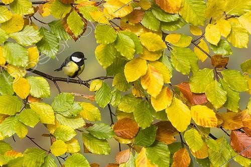 Biosphoto | 2067230 | Mésange charbonnière (Parus major) parmi les feuilles d'automne, Angleterre | &copy; Frédéric Desmette / Biosphoto