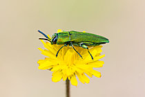 Biosphoto | 2621700 | Metalic Wood-boring Beetle (Anthaxia hungarica) on yellow flower, dolmen circuit between Barjac and Orgnac-l'Aven, Ardèche, France. | &copy; Stéphane Vitzthum / Biosphoto