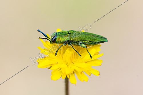 Biosphoto | 2621700 | Metalic Wood-boring Beetle (Anthaxia hungarica) on yellow flower, dolmen circuit between Barjac and Orgnac-l'Aven, Ardèche, France. | &copy; Stéphane Vitzthum / Biosphoto